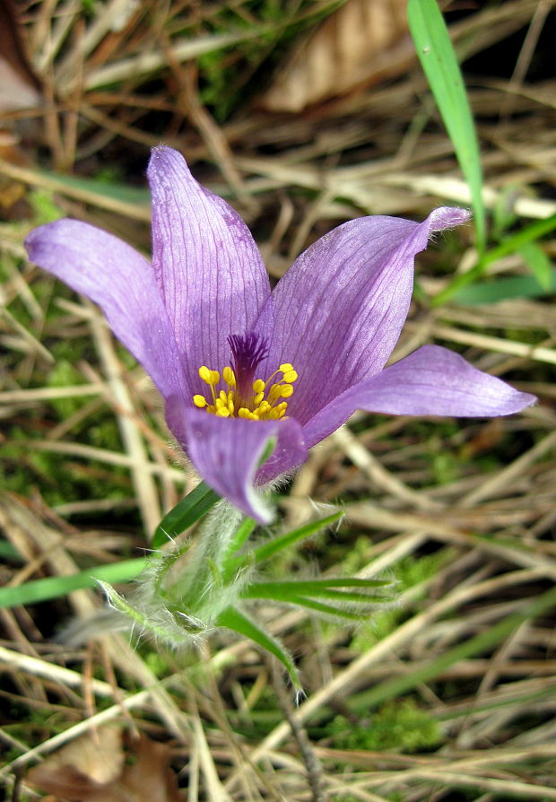 poniklec Pulsatilla sp.