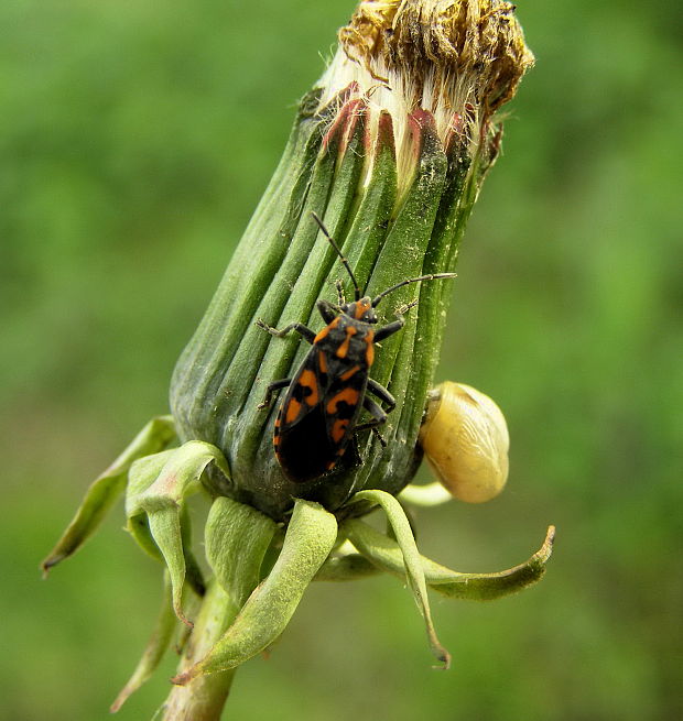 behavka skalná Spilostethus saxatilis