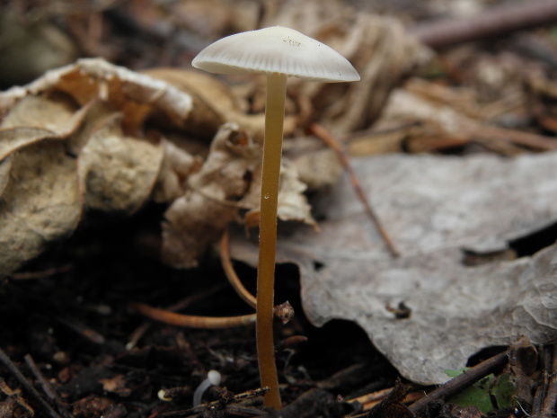 peniazočka smreková Strobilurus esculentus (Wulfen) Singer