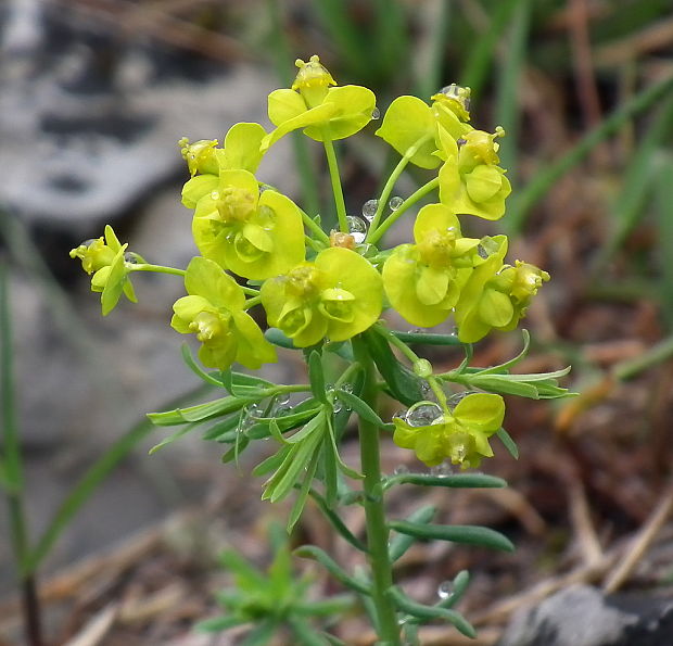 mliečnik chvojkový Tithymalus cyparissias (L.) Scop.