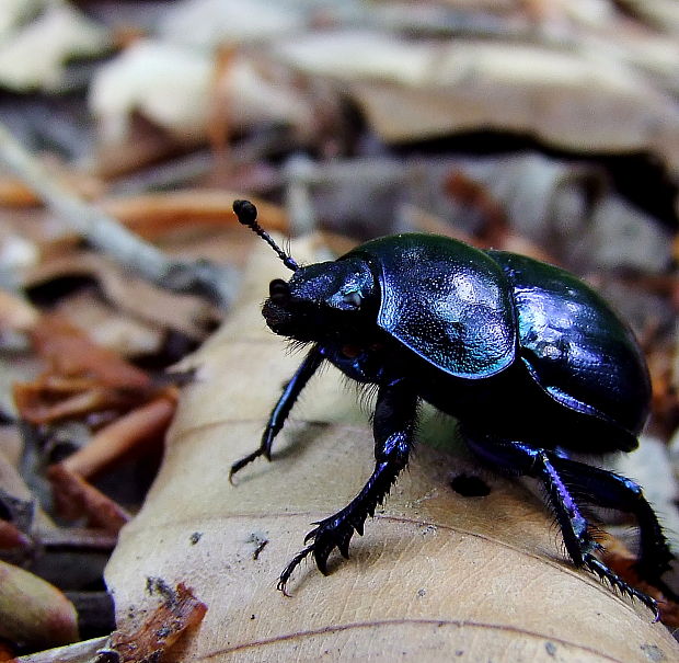 lajniak hladký  Trypocopris vernalis