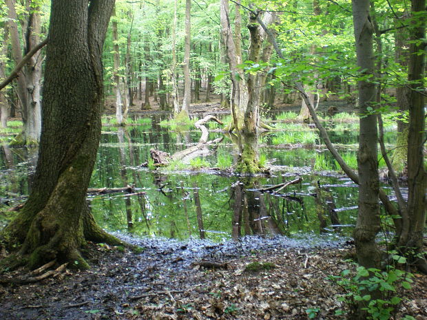 bažiny nad Neštichom