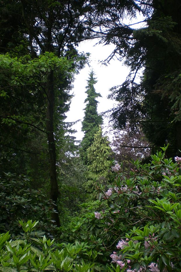 arborétum Mlyňany SAV - Dendrologický park