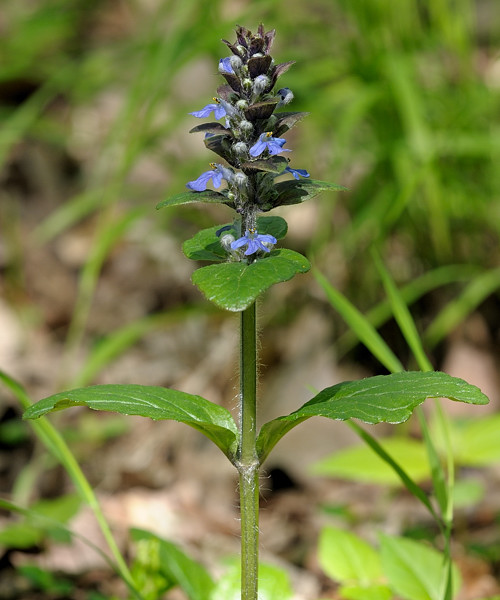 zbehovec plazivý  Ajuga reptans L.