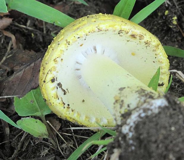 muchotrávka citrónovožltá? Amanita citrina Pers.