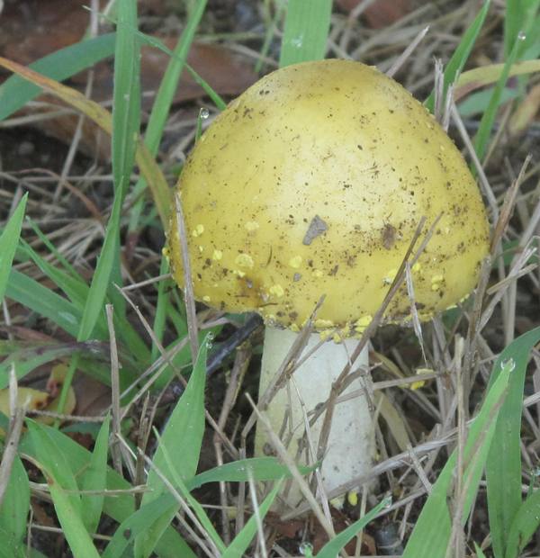 muchotrávka  Amanita flavorubescens