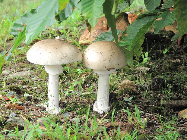 muchotrávka Amanita sp.