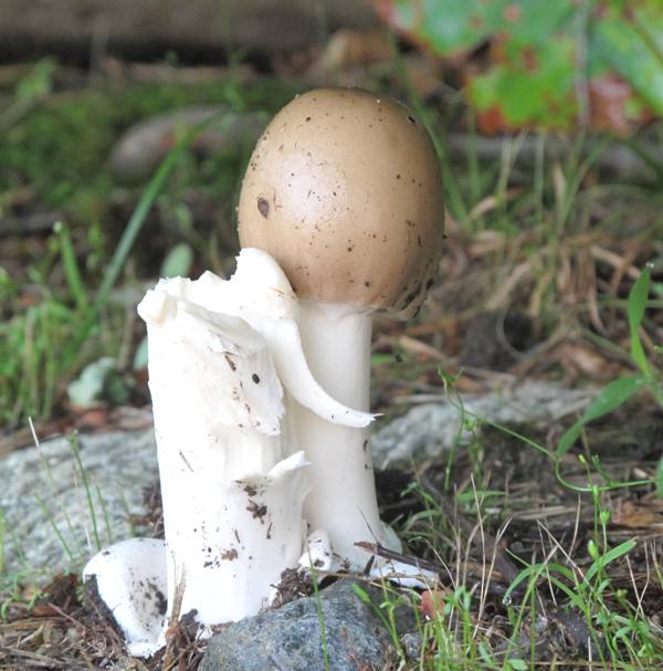 muchotrávka Amanita sp.