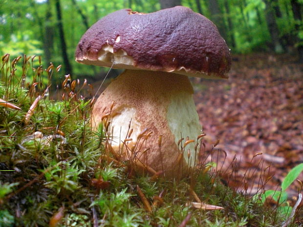 hríb sosnový Boletus pinophilus Pil. et Dermek in Pil.