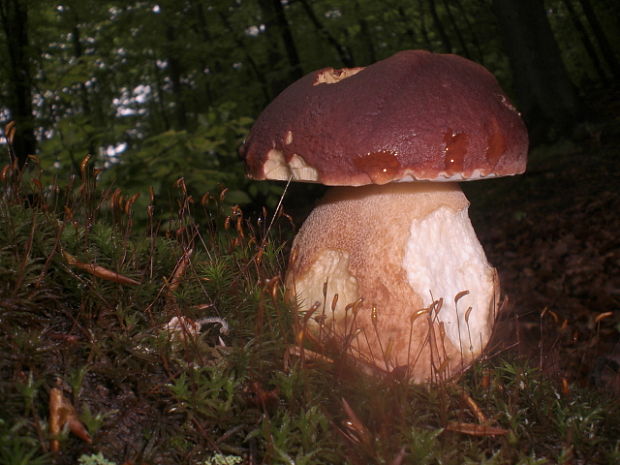 hríb sosnový Boletus pinophilus Pil. et Dermek in Pil.