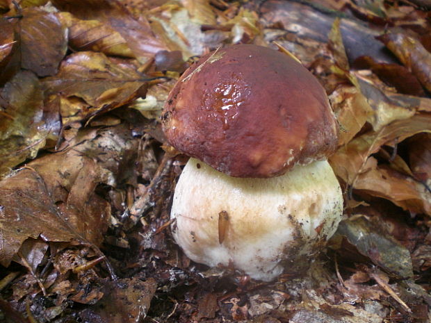 hríb sosnový Boletus pinophilus Pil. et Dermek in Pil.