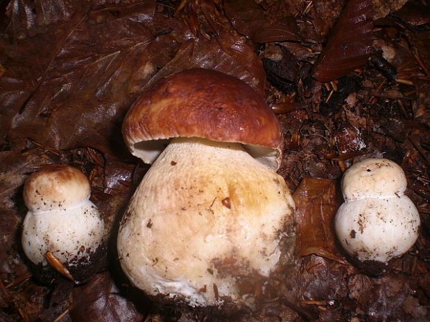 hríb sosnový Boletus pinophilus Pil. et Dermek in Pil.