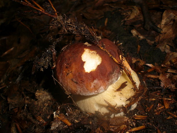 hríb sosnový Boletus pinophilus Pil. et Dermek in Pil.