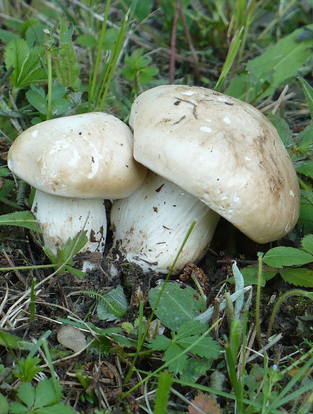 čírovnica májová. Calocybe gambosa (Fr.) Donk