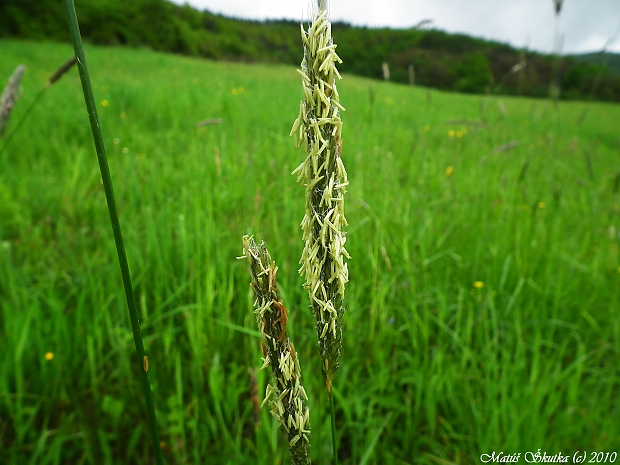 ostrica Carex sp.