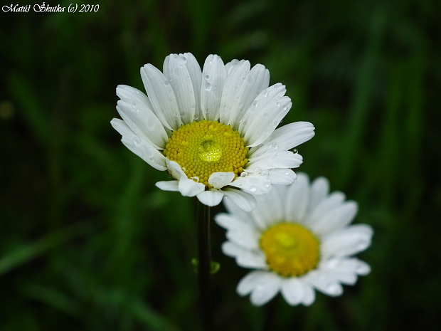 králik biely Chrysanthemum leucanthemum