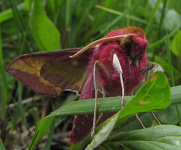 lišaj vrbicový Deilephila porcellus