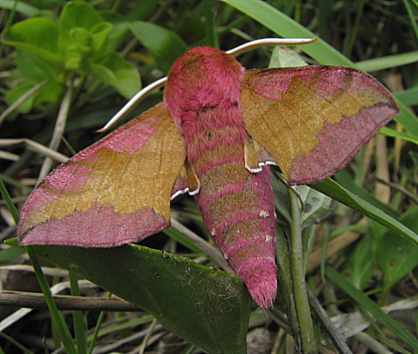 lišaj vrbicový Deilephila porcellus