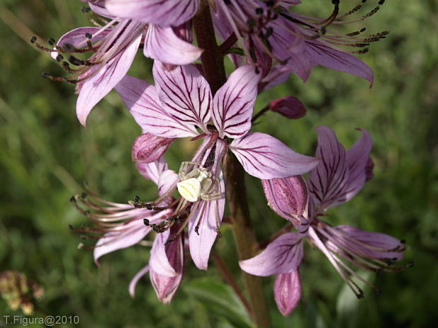 jasenec biely Dictamnus albus L.