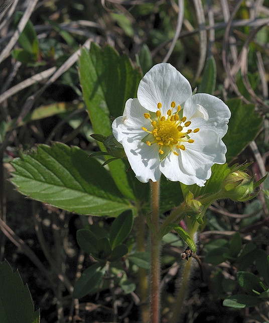 kvet jahody lesnej Fragaria