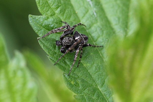 križiak Gibbaranea bituberculata