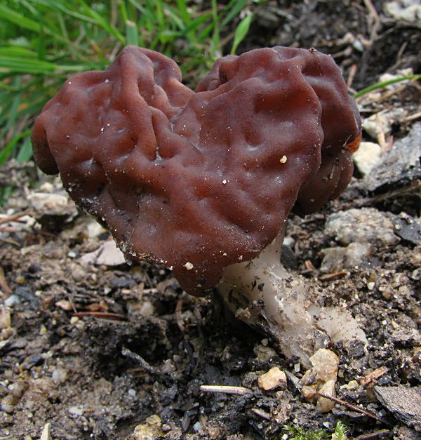 ušiak Gyromitra sp.