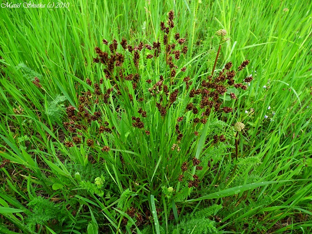 sitina černastá ??? Juncus atratus Krock.