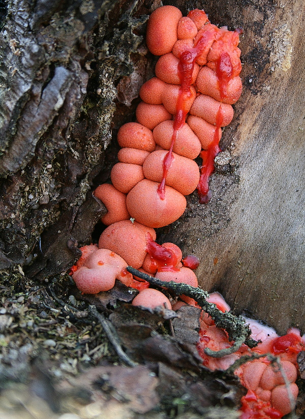 vlčinka Lycogala sp.