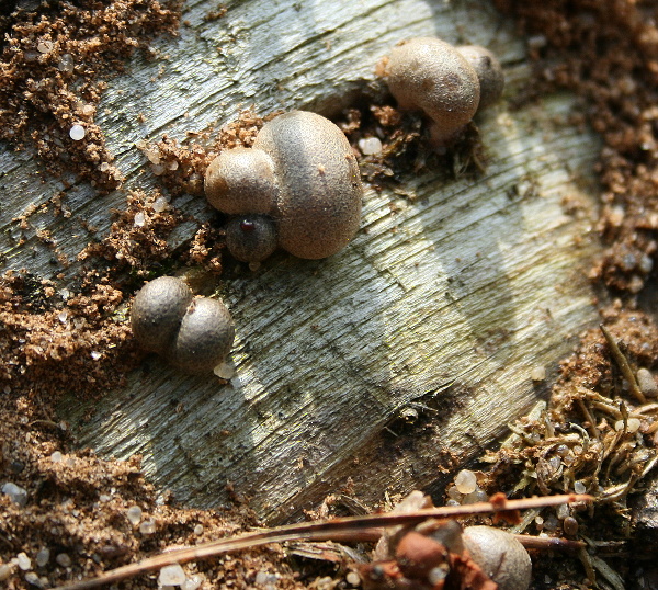 vlčinka  Lycogala sp.