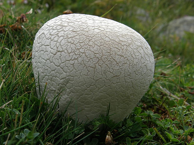 rozpadavec  dlabaný Lycoperdon utriforme Bull.