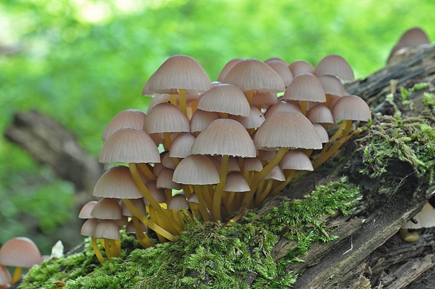 prilbička žltohlúbiková Mycena renati Quél.