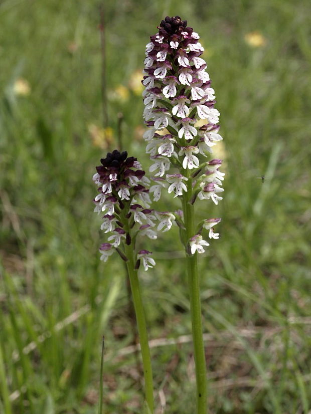 neotinea počerná pravá Neotinea ustulata subsp. ustulata (L.) R. M. Bateman, A. M. Pridgeon et M. W. Chase