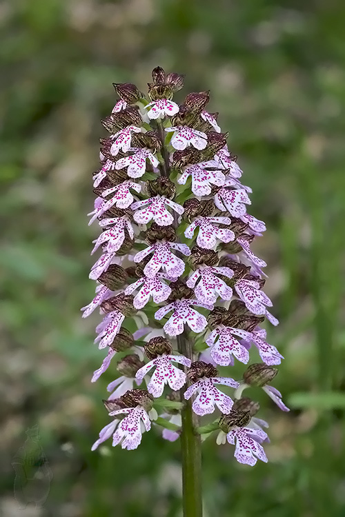 vstavač purpurový Orchis purpurea Huds.