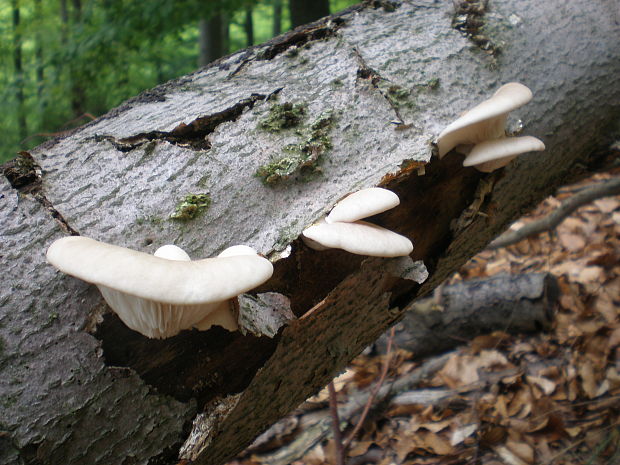 hliva buková Pleurotus pulmonarius (Fr.) Quél.