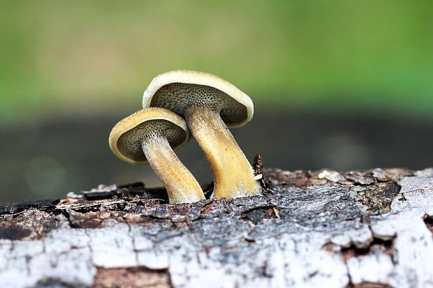 trúdnik Polyporus sp.