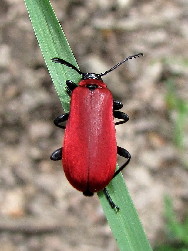 červenáčik ohnivý Pyrochroa coccinea