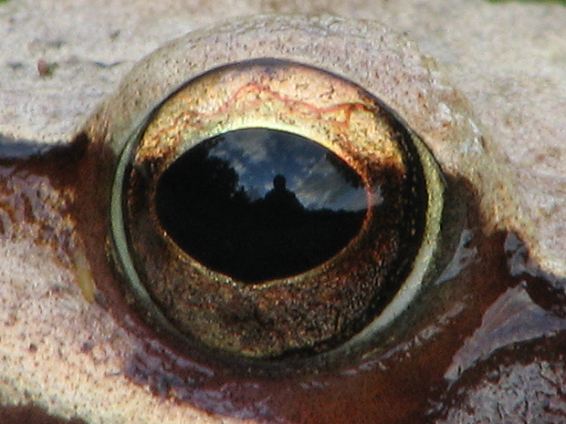skokan štíhly-detail oka Rana dalmatina