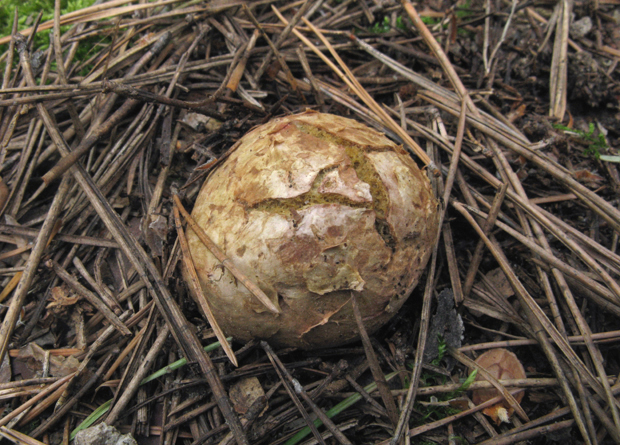 koreňovec červený Rhizopogon roseolus (Corda) Th. Fr.