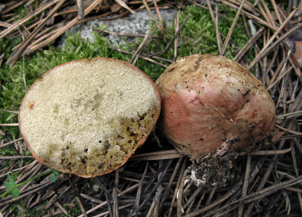 koreňovec červený Rhizopogon roseolus (Corda) Th. Fr.