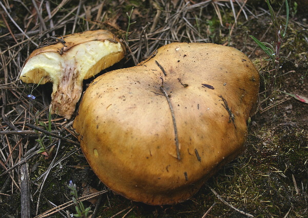 masliak zrnitý Suillus granulatus (L.) Roussel