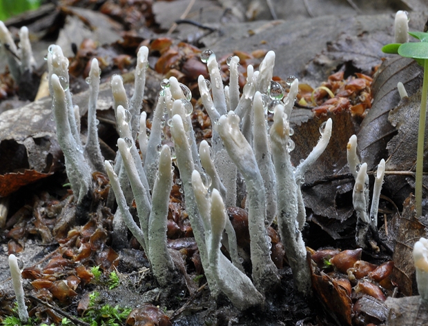 drevnatec parohatý Xylaria hypoxylon (L.) Grev.