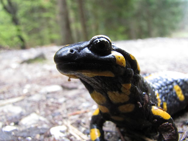 salamandra škvrnitá