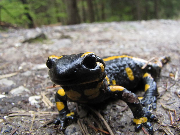 salamandra škvrnitá