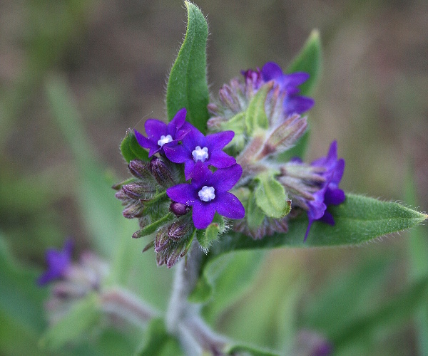 smohla lekárska- pilát lékařský Anchusa officinalic L.