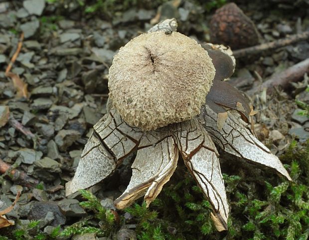 hviezdovec vlahojavný Astraeus hygrometricus (Pers.) Morgan