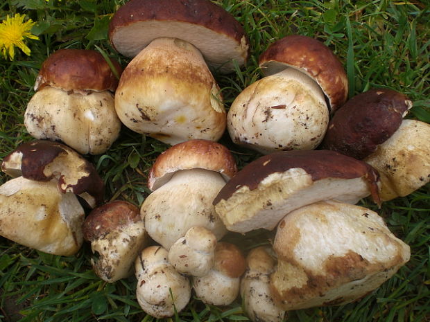 hríb sosnový Boletus pinophilus Pil. et Dermek in Pil.