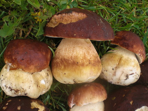 hríb sosnový Boletus pinophilus Pil. et Dermek in Pil.