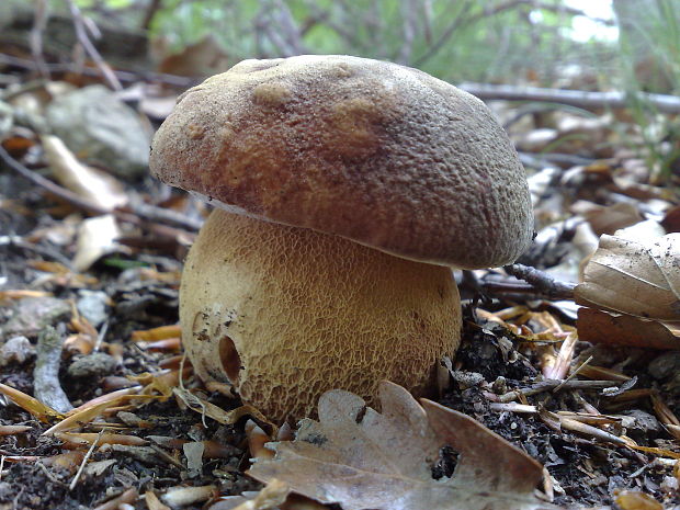 hríb sosnový Boletus pinophilus Pil. et Dermek in Pil.