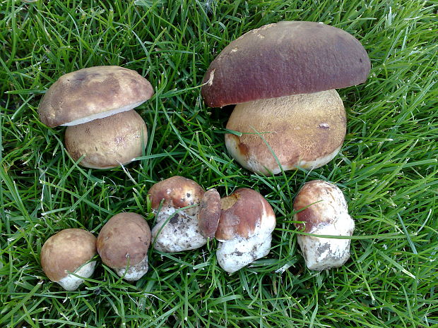 hríb sosnový Boletus pinophilus Pil. et Dermek in Pil.