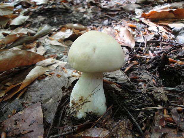 čírovnica májová Calocybe gambosa (Fr.) Donk